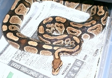 Ball Python