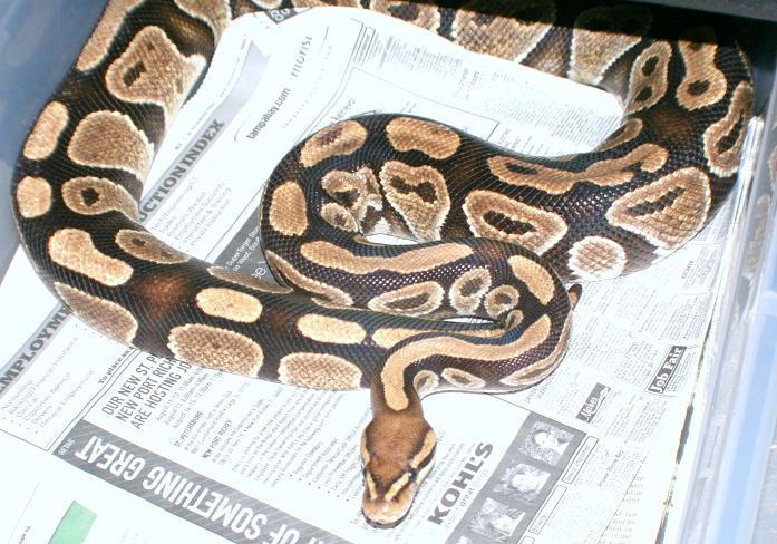 Ball Python