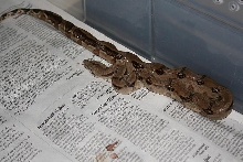 05' Panamanian Boa