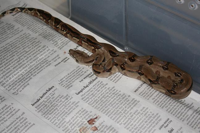 05' Panamanian Boa