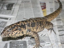 Tegu