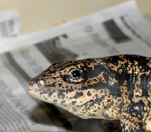 Tegu2