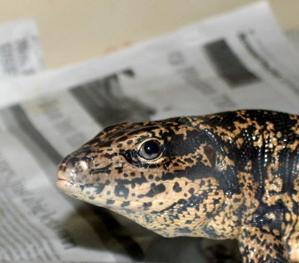 Tegu2