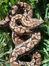 2004 cbb Dumerils boa