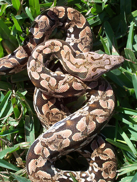 2004 cbb Dumerils boa