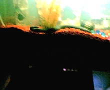 MY EEL