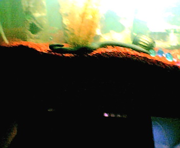 MY EEL