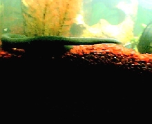 another pic of EEL