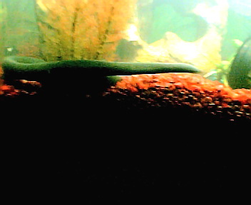 another pic of EEL