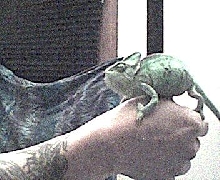 ms.greenback