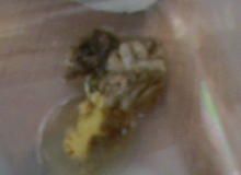 Excrement or regurge?