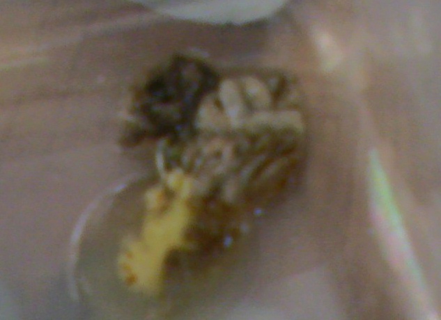 Excrement or regurge?