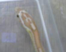 Unknown2
