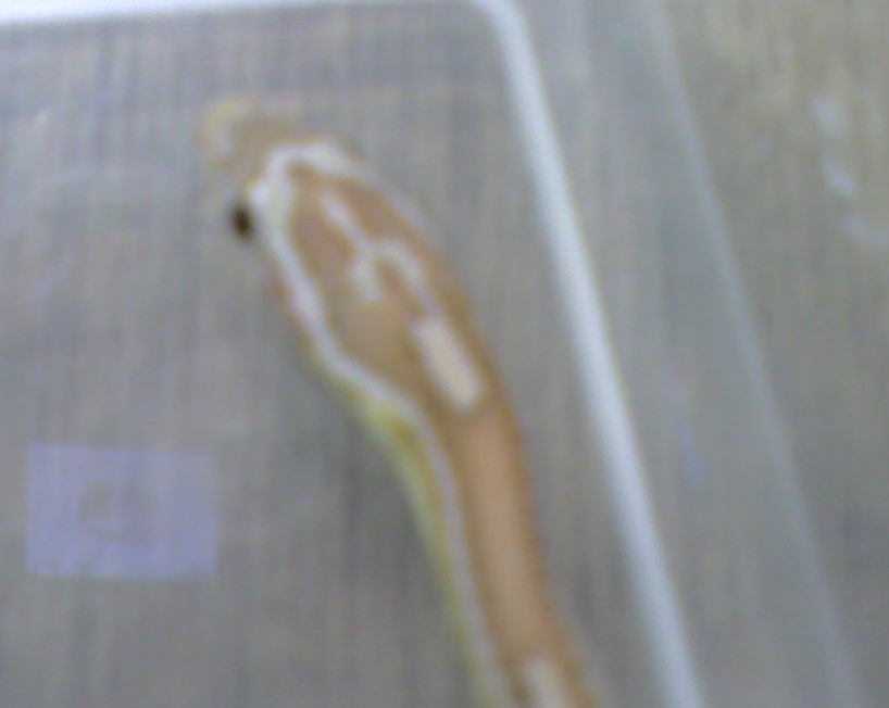 Unknown2