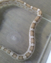 Unknown4