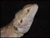 Fred-1sm.jpg