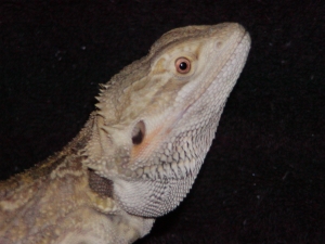 Fred-1sm.jpg