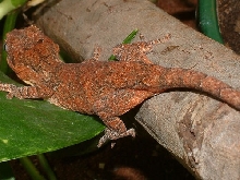 red gargoyle