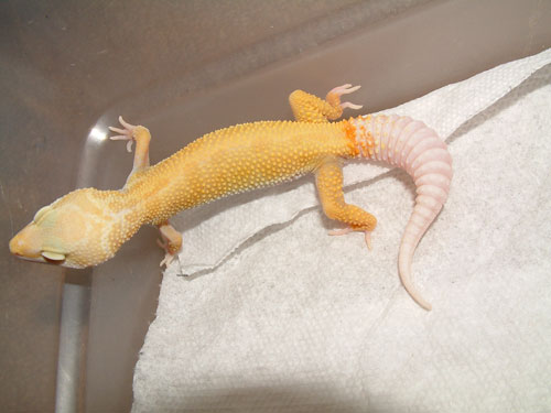 rainwater patternless albino