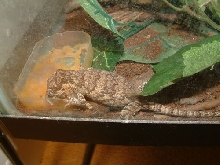 5 month old gargoyle