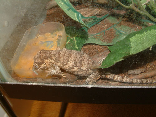 5 month old gargoyle