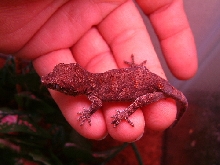 orange blotched gargoyle