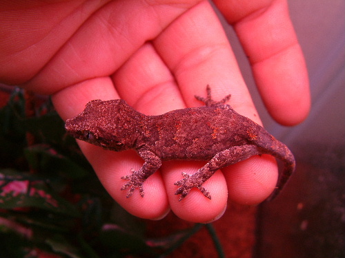 orange blotched gargoyle