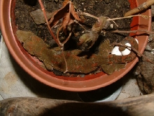 Chahoua and her eggs