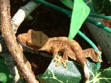 crested