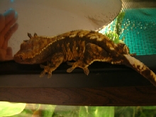 female dark fire