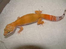 hypo tang