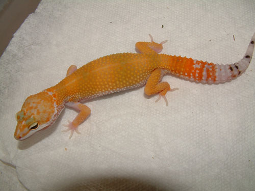 hypo tang
