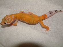 hypo tang female 04