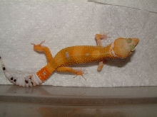 hypo tang male 04