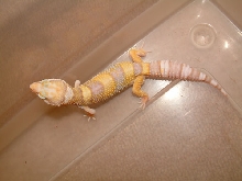 RW  Albino het Patternless