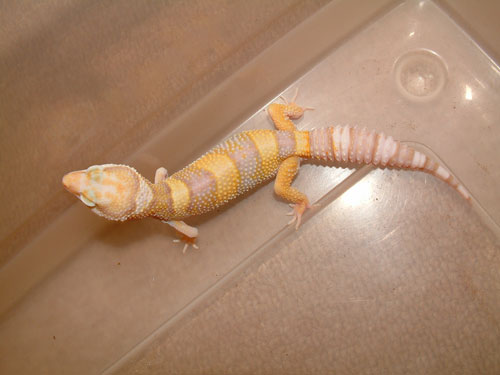 RW  Albino het Patternless