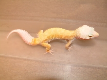 male patternless albino (RW)
