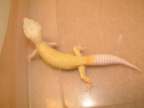 male Patternless het for RW Albino