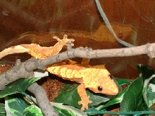 new male crested
