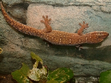 Oedura Monilis