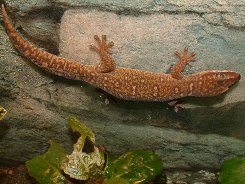 Oedura Monilis