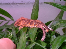 orange tiger crestie