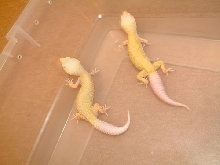 RW patternless albino pair