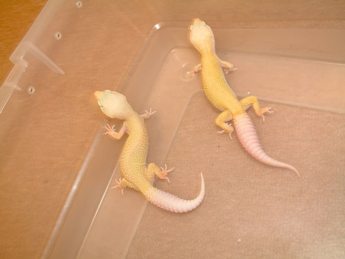RW patternless albino pair