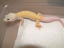 patternless het for rainwater albino