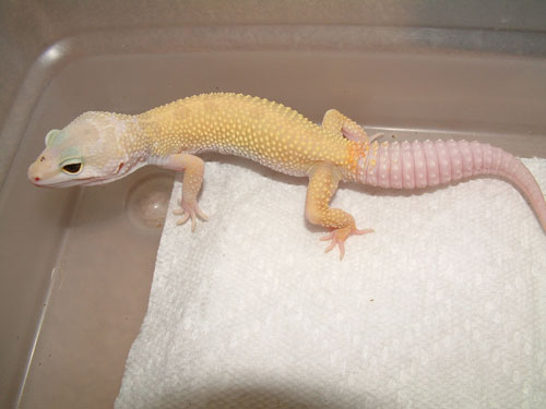 patternless het for rainwater albino