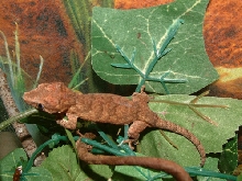 baby gargoyle from my red female
