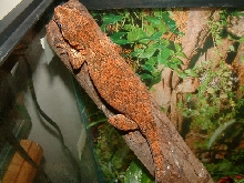 red gargoyle female