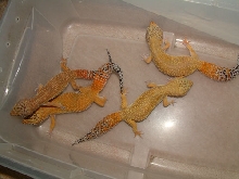 hypo tang group