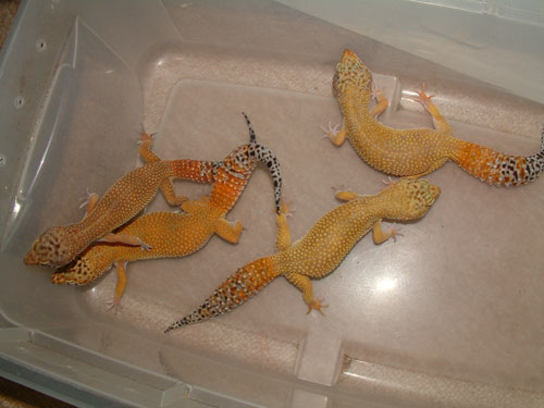 hypo tang group